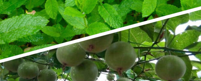 Monk Fruit vs Stevia