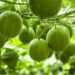 Mis on Monk Fruit suhkruasendaja ehk Munga Puuvili ehk Luo Han Guo?