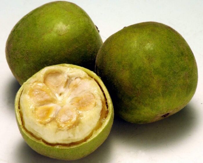 Monk Fruit parim suhkruasendaja Golden Stevia e-poes keto suhkruvaba low carb