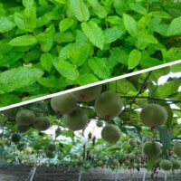 Mis on Monk Fruit vs Stevia? kumb on parem? Annika Urm toitumisnõustaja Golden Stevia epood suhkruvaba keto low cabr