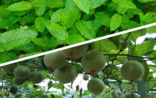 Mis on Monk Fruit vs Stevia? kumb on parem? Annika Urm toitumisnõustaja Golden Stevia epood suhkruvaba keto low cabr