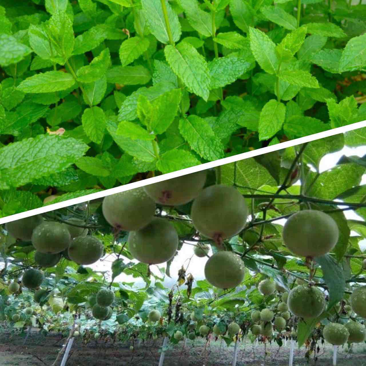 Mis on Monk Fruit vs Stevia? kumb on parem? Annika Urm toitumisnõustaja Golden Stevia epood suhkruvaba keto low cabr